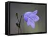 Mountain Harebell (Campanula Lasiocarpa), Glacier National Park, Montana-null-Framed Stretched Canvas