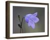 Mountain Harebell (Campanula Lasiocarpa), Glacier National Park, Montana-null-Framed Photographic Print