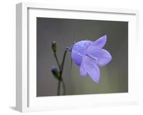 Mountain Harebell (Campanula Lasiocarpa), Glacier National Park, Montana-null-Framed Photographic Print