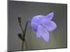 Mountain Harebell (Campanula Lasiocarpa), Glacier National Park, Montana-null-Mounted Photographic Print