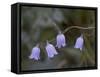Mountain Harebell (Campanula Lasiocarpa) With Frost, Glacier National Park, Montana-James Hager-Framed Stretched Canvas