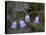 Mountain Harebell (Campanula Lasiocarpa) With Frost, Glacier National Park, Montana-James Hager-Stretched Canvas