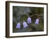 Mountain Harebell (Campanula Lasiocarpa) With Frost, Glacier National Park, Montana-James Hager-Framed Photographic Print