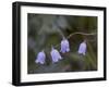 Mountain Harebell (Campanula Lasiocarpa) With Frost, Glacier National Park, Montana-James Hager-Framed Photographic Print