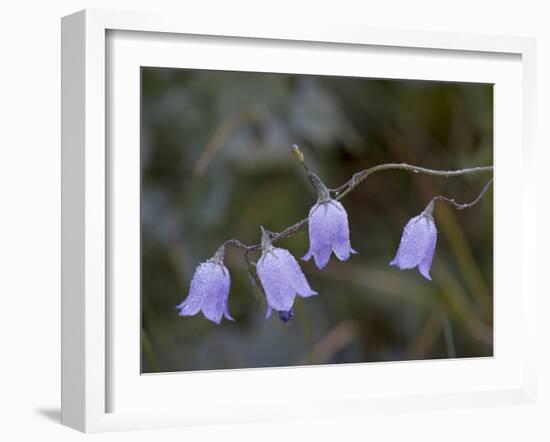 Mountain Harebell (Campanula Lasiocarpa) With Frost, Glacier National Park, Montana-James Hager-Framed Photographic Print