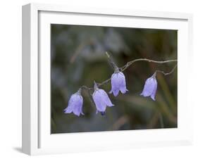 Mountain Harebell (Campanula Lasiocarpa) With Frost, Glacier National Park, Montana-James Hager-Framed Photographic Print