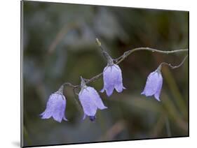 Mountain Harebell (Campanula Lasiocarpa) With Frost, Glacier National Park, Montana-James Hager-Mounted Photographic Print