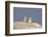 Mountain Hares (Lepus Timidus) Boxing in Winter. Cairngorms National Park, Scotland, UK, January-Mark Hamblin-Framed Photographic Print