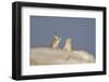 Mountain Hares (Lepus Timidus) Boxing in Winter. Cairngorms National Park, Scotland, UK, January-Mark Hamblin-Framed Photographic Print