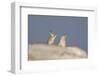 Mountain Hares (Lepus Timidus) Boxing in Winter. Cairngorms National Park, Scotland, UK, January-Mark Hamblin-Framed Photographic Print