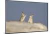 Mountain Hares (Lepus Timidus) Boxing in Winter. Cairngorms National Park, Scotland, UK, January-Mark Hamblin-Mounted Photographic Print