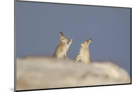 Mountain Hares (Lepus Timidus) Boxing in Winter. Cairngorms National Park, Scotland, UK, January-Mark Hamblin-Mounted Photographic Print