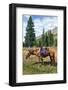 Mountain Horse under Saddle-coyote-Framed Photographic Print