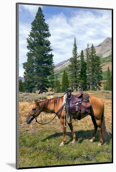 Mountain Horse under Saddle-coyote-Mounted Photographic Print