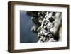 Mountain IV-K.B. White-Framed Photographic Print