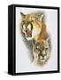 Mountain King-Barbara Keith-Framed Stretched Canvas