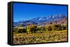 Mountain Landscape Along Hwy 395, California, USA-Joe Restuccia III-Framed Stretched Canvas