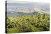 Mountain Landscape from Skrzyczne. Hillside Covered with Pine Trees and Tree Stumps in the Green Va-Curioso Travel Photography-Stretched Canvas