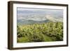 Mountain Landscape from Skrzyczne. Hillside Covered with Pine Trees and Tree Stumps in the Green Va-Curioso Travel Photography-Framed Photographic Print