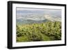 Mountain Landscape from Skrzyczne. Hillside Covered with Pine Trees and Tree Stumps in the Green Va-Curioso Travel Photography-Framed Photographic Print