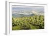 Mountain Landscape from Skrzyczne. Hillside Covered with Pine Trees and Tree Stumps in the Green Va-Curioso Travel Photography-Framed Photographic Print