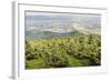 Mountain Landscape from Skrzyczne. Hillside Covered with Pine Trees and Tree Stumps in the Green Va-Curioso Travel Photography-Framed Photographic Print