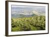 Mountain Landscape from Skrzyczne. Hillside Covered with Pine Trees and Tree Stumps in the Green Va-Curioso Travel Photography-Framed Photographic Print