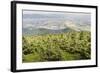 Mountain Landscape from Skrzyczne. Hillside Covered with Pine Trees and Tree Stumps in the Green Va-Curioso Travel Photography-Framed Photographic Print