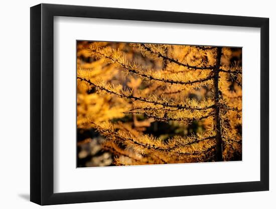 Mountain Larch in Fall-Ursula Abresch-Framed Photographic Print