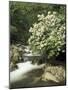 Mountain Laurel on Little Pigeon River, Cades Cove, Great Smoky Mountains National Park, Tennessee-Adam Jones-Mounted Photographic Print