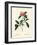 Mountain Laurel or Calico Bush, Kalmia Latifolia. Handcoloured Stipple Engraving by Miss Rollet Aft-Pierre-Joseph Redouté-Framed Giclee Print