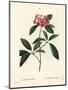 Mountain Laurel or Calico Bush, Kalmia Latifolia. Handcoloured Stipple Engraving by Miss Rollet Aft-Pierre-Joseph Redouté-Mounted Giclee Print