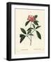 Mountain Laurel or Calico Bush, Kalmia Latifolia. Handcoloured Stipple Engraving by Miss Rollet Aft-Pierre-Joseph Redouté-Framed Giclee Print