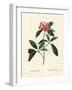 Mountain Laurel or Calico Bush, Kalmia Latifolia. Handcoloured Stipple Engraving by Miss Rollet Aft-Pierre-Joseph Redouté-Framed Giclee Print