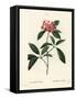 Mountain Laurel or Calico Bush, Kalmia Latifolia. Handcoloured Stipple Engraving by Miss Rollet Aft-Pierre-Joseph Redouté-Framed Stretched Canvas