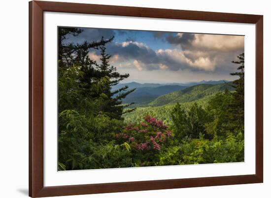 Mountain Laurel, Sunrise, Beacon Heights, North Carolina-Howie Garber-Framed Photographic Print