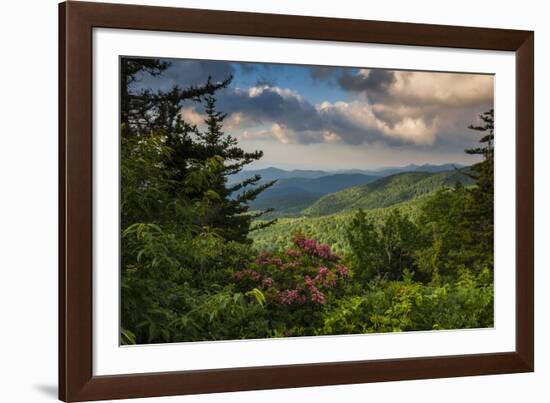 Mountain Laurel, Sunrise, Beacon Heights, North Carolina-Howie Garber-Framed Photographic Print