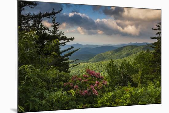 Mountain Laurel, Sunrise, Beacon Heights, North Carolina-Howie Garber-Mounted Photographic Print