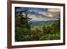 Mountain Laurel, Sunrise, Beacon Heights, North Carolina-Howie Garber-Framed Photographic Print