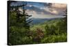 Mountain Laurel, Sunrise, Beacon Heights, North Carolina-Howie Garber-Stretched Canvas