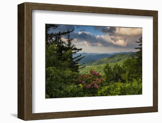 Mountain Laurel, Sunrise, Beacon Heights, North Carolina-Howie Garber-Framed Photographic Print