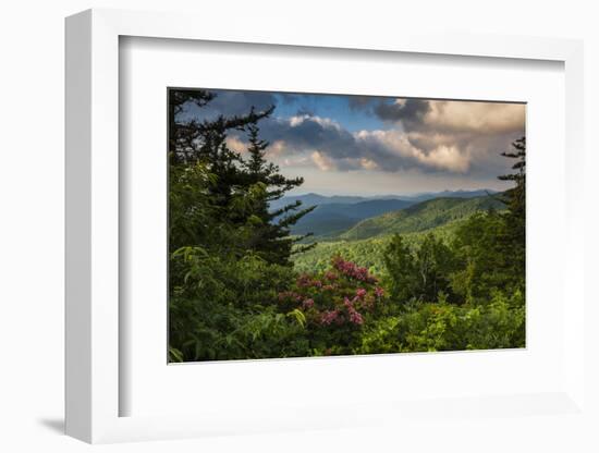 Mountain Laurel, Sunrise, Beacon Heights, North Carolina-Howie Garber-Framed Photographic Print