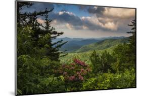 Mountain Laurel, Sunrise, Beacon Heights, North Carolina-Howie Garber-Mounted Photographic Print