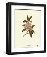 Mountain Laurel-null-Framed Art Print