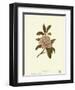 Mountain Laurel-null-Framed Art Print