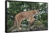 Mountain Lion and Cub-DLILLC-Framed Stretched Canvas