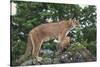 Mountain Lion and Cub-DLILLC-Stretched Canvas