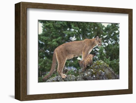 Mountain Lion and Cub-DLILLC-Framed Photographic Print