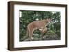 Mountain Lion and Cub-DLILLC-Framed Photographic Print