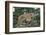 Mountain Lion and Cub-DLILLC-Framed Photographic Print